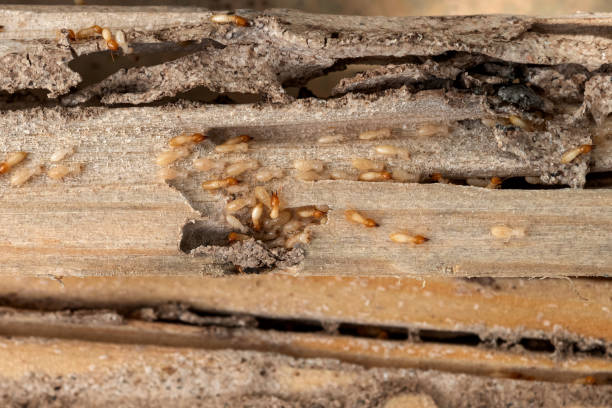 Best Termite Control Services  in Union City, NJ