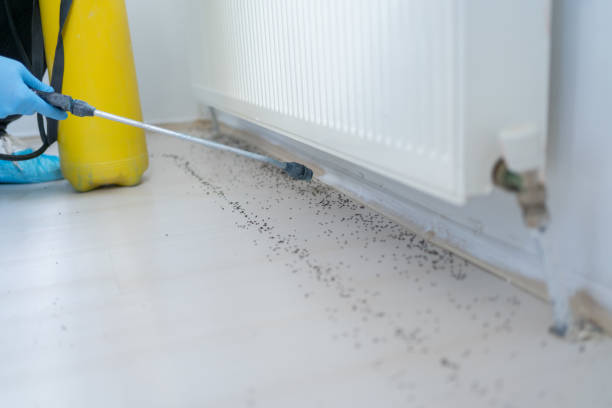 Best Flea Control Services  in Union City, NJ